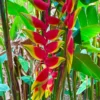 4 Heliconia Rostrata Rhizomes - Lobsterclaw False Bird of Paradise - Well Rooted - Ready to Grow