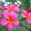 4 Plumeria Frangipani Cuttings - 12 Inch Mixed Colors for Tropical Gardens