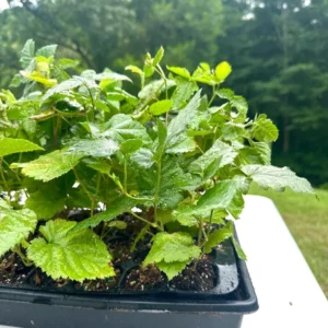 5 Apache Thornless Blackberry Plant - Live Starter Plant - 4 to 6 inch - Bare Root Perennial Fruit Plant