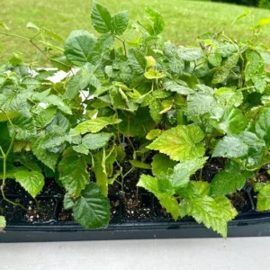 5 Apache Thornless Blackberry Plant - Live Starter Plant - 4 to 6 inch - Bare Root Perennial Fruit Plant