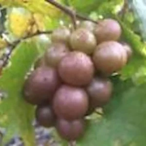 5 Carlos Muscadine Grape Plant - Vitis Rotundifolia Starter Vine - Sweet Edible Perennial