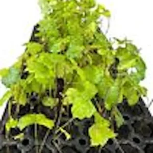 5 Carlos Muscadine Grape Plant - Vitis Rotundifolia Starter Vine - Sweet Edible Perennial