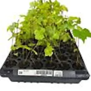 5 Carlos Muscadine Grape Plant - Vitis Rotundifolia Starter Vine - Sweet Edible Perennial