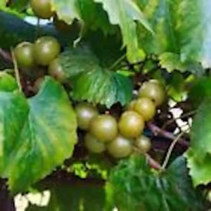 5 Carlos Muscadine Grape Plant - Vitis Rotundifolia Starter Vine - Sweet Edible Perennial