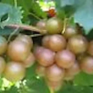 5 Carlos Muscadine Grape Plant - Vitis Rotundifolia Starter Vine - Sweet Edible Perennial