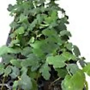 5 Dwarf Fig Tree Starter Plant - Self Fertile Perennial Fig Plant
