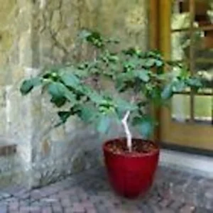 5 Dwarf Fig Tree Starter Plant - Self Fertile Perennial Fig Plant