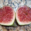 5 Olympian Fig Tree Start Plant - Cold Hardy Fruit Tree - Bare Root Self Pollinating