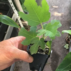 5 Olympian Fig Tree Start Plant - Cold Hardy Fruit Tree - Bare Root Self Pollinating