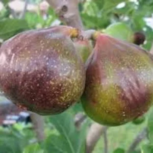 5 Olympian Fig Tree Start Plant - Cold Hardy Fruit Tree - Bare Root Self Pollinating