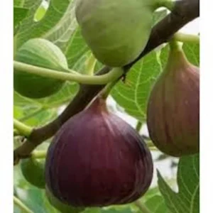 5 Olympian Fig Tree Start Plant - Cold Hardy Fruit Tree - Bare Root Self Pollinating