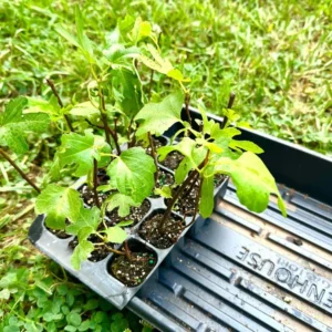 5 Olympian Fig Tree Start Plant - Cold Hardy Fruit Tree - Bare Root Self Pollinating