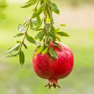 5 Pomegranate Wonderful Punica Granatum Fruit Tree Edible Starter Plant Perennial