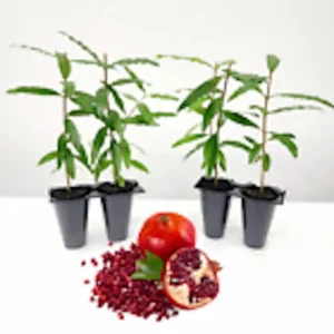 5 Pomegranate Wonderful Punica Granatum Fruit Tree Edible Starter Plant Perennial