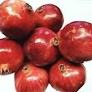 5 Pomegranate Wonderful Punica Granatum Fruit Tree Edible Starter Plant Perennial