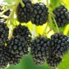 5 Prime Ark Freedom Blackberry Plant - Thornless Rubus Starter - Bare Root Fruit Bush