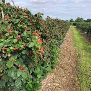 5 Prime Ark Freedom Blackberry Plant - Thornless Rubus Starter - Bare Root Fruit Bush
