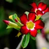 Adenium Obesum Desert Rose Live Plant - Taiwan Red Flowering Succulent