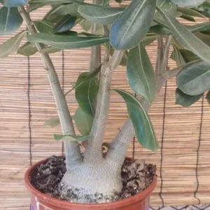 Adenium Obesum Desert Rose Live Plant - Taiwan Red Flowering Succulent