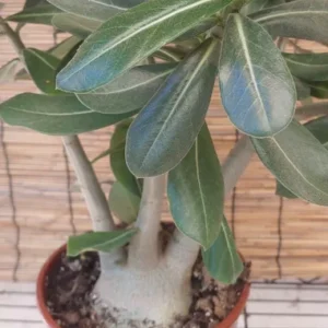 Adenium Obesum Desert Rose Live Plant - Taiwan Red Flowering Succulent