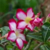 Adenium obesum Picotee Desert Rose Rooted Plant 3 inch Pot - Unique Blooms