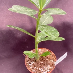 Adenium obesum Picotee Desert Rose Rooted Plant 3 inch Pot - Unique Blooms