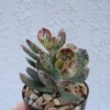 Adromischus Maculata Succulent - Calico Hearts - 2.5" Pot - Unique Spotted Leaves