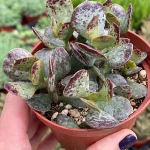 Adromischus Maculata Succulent - Calico Hearts - 2.5
