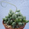 Adromischus Oviforme Cluster Rare Succulent - 2" Pot - Green Foliage