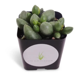 Adromischus Oviforme Cluster Rare Succulent - 2" Pot - Green Foliage