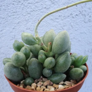 Adromischus Oviforme Cluster Rare Succulent - 2