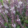 African Blue Basil Live Plant - Fragrant Herb - 3.5 Inch Pot