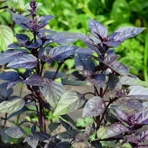 African Blue Basil Live Plant - Fragrant Herb - 3.5 Inch Pot