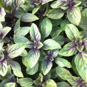 African Blue Basil Live Plant - Fragrant Herb - 3.5 Inch Pot