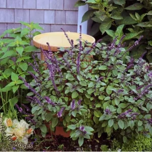 African Blue Basil Live Plant - Fragrant Herb - 3.5 Inch Pot