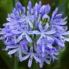 Agapanthus Africanus Blue Lily of the Nile Live Bulb - Perennial Flower - Violet-Blue Blooms