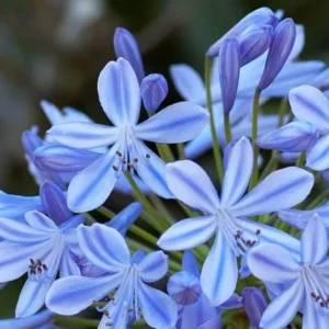 Agapanthus Africanus Blue Lily of the Nile Live Bulb - Perennial Flower - Violet-Blue Blooms