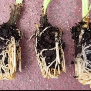 Agapanthus Africanus Blue Lily of the Nile Live Bulb - Perennial Flower - Violet-Blue Blooms