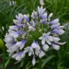 Agapanthus Africanus Twister Starter Plug One Rooted - Blue Lily of the Nile