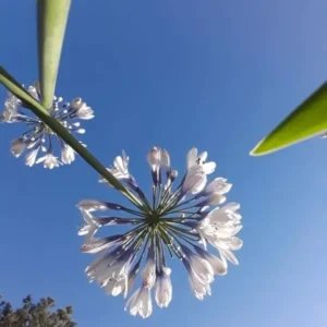 Agapanthus Africanus Twister Starter Plug One Rooted - Blue Lily of the Nile