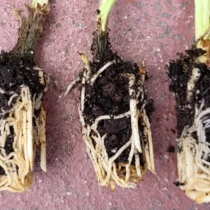 Agapanthus Africanus Twister Starter Plug One Rooted - Blue Lily of the Nile