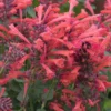 Agastache Kudos Coral Hummingbird Mint Hyssop Live Plant Healthy Starter Plant