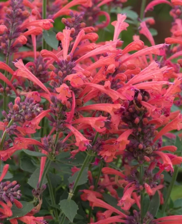 Agastache Kudos Coral Hummingbird Mint Hyssop Live Plant Healthy Starter Plant