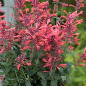 Agastache Kudos Coral Hummingbird Mint Hyssop Live Plant Healthy Starter Plant