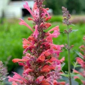Agastache Kudos Coral Hummingbird Mint Hyssop Live Plant Healthy Starter Plant