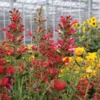 Agastache Kudos Red Hummingbird Mint Live Plant - Hyssop Starter Plant for Sale