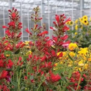 Agastache Kudos Red Hummingbird Mint Live Plant - Hyssop Starter Plant for Sale