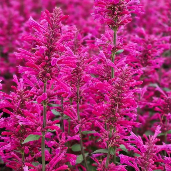 Agastache Morello Hummingbird Mint Live Plant - Hyssop Starter Plant - Healthy Garden Plant