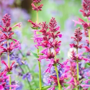 Agastache Morello Hummingbird Mint Live Plant - Hyssop Starter Plant - Healthy Garden Plant