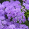 Ageratum Houstonianum Monarch Magic Starter Plant 4" Pot Purple Floss Flower